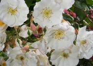 Villa Giustiniani – Fotogallery il Roseto – 23